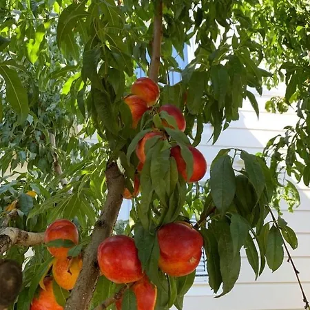 Adriana Villa Sikovo